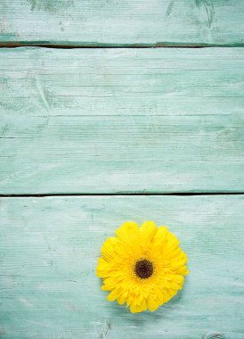 Ahşap yüzeyde gerbera çiçeği