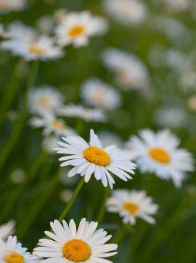 çiçek papatya çiçek güzel alan