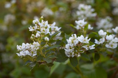 Çiçekli böğürtlen çalısı