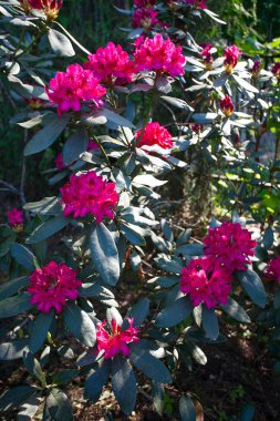 güzel çiçek açan ormangülü bitki pembe çiçekli