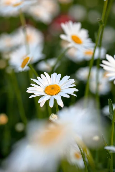 デイジーの花の開花の美しいフィールド — ストック写真
