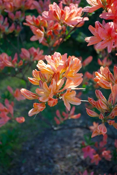 Szép Rhododendron Virágzó Növények Rózsaszín Virágok — Stock Fotó