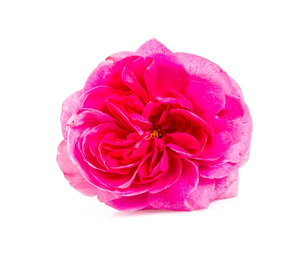 Красива Рожева Квітка Троянди Ізольована Білому — стокове фото