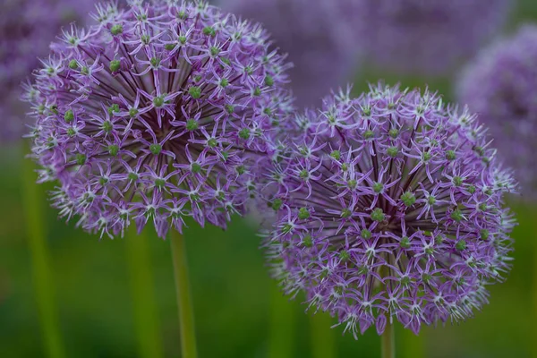 Crescente Alium Flores Livre — Fotografia de Stock