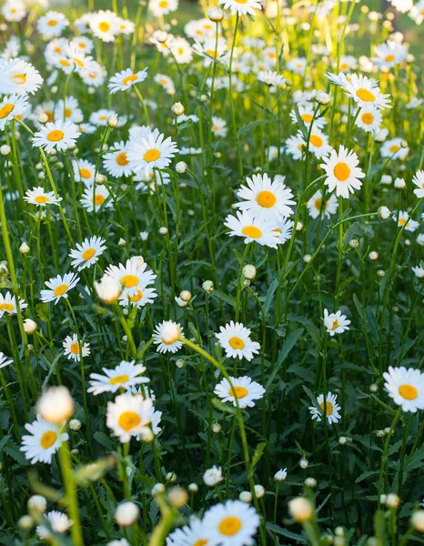 Hermoso Campo Flores Margarita Floreciente — Foto de Stock