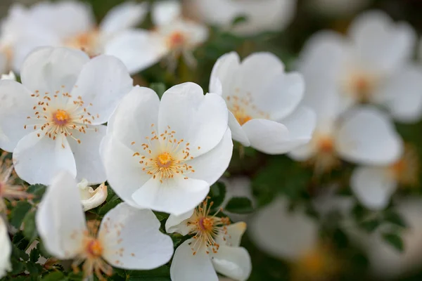 Piękny Biały Krzew Róży Kwitnienia — Zdjęcie stockowe