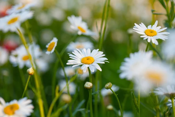 デイジーの花の開花の美しいフィールド — ストック写真