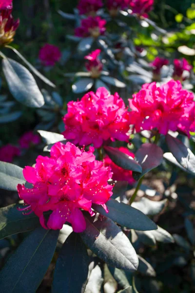 Belas Plantas Florescendo Rhododendron Com Flores Rosa — Fotografia de Stock