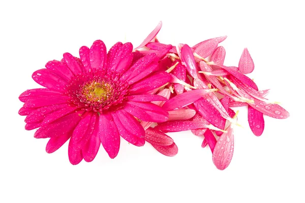 Vista Close Belas Pétalas Flor Gerbera Isoladas Fundo Branco — Fotografia de Stock