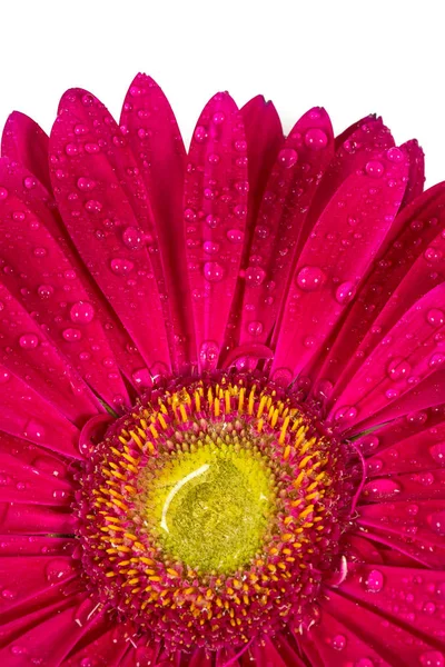 Close View Pink Gerbera Flower Isolated White — Stock Photo, Image