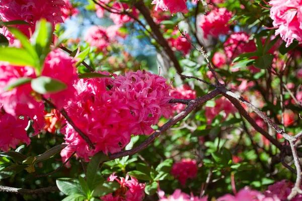 ピンクの花で美しく咲くシャクナゲ植物 — ストック写真