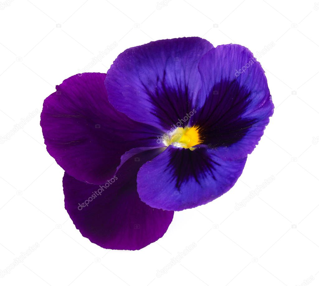 beautiful pansies isolated on white