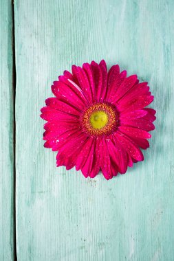 Ahşap yüzeyde gerbera çiçeği