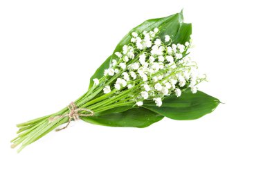 güzel lilly beyaz izole Vadisi çiçek