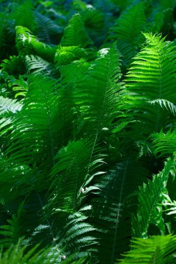 Yeşil fern yaprak arka plan
