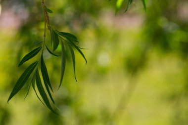 yeşil ağlayan söğüt arka plan