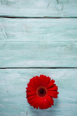 Ahşap yüzeyde gerbera çiçeği