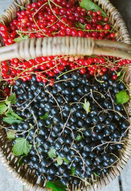 sepet kırmızı ve siyah frenk üzümü çilek ile
