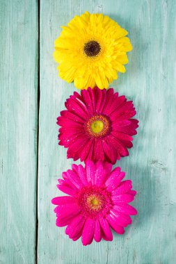 Ahşap yüzeyde gerbera çiçeği