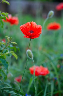 sahada çiçek haşhaş çiçekleri
