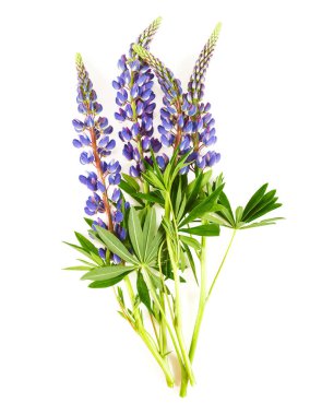 acı bakla çiçek beyaz arka plan üzerinde izole