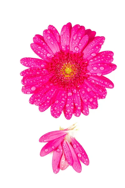 Roze Gerbera Geïsoleerd Wit — Stockfoto