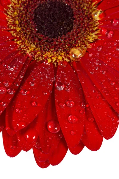 Gerberas Rojas Aisladas Sobre Fondo Blanco — Foto de Stock