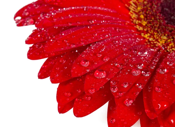 Red Gerbera Isolated White — Stock Photo, Image