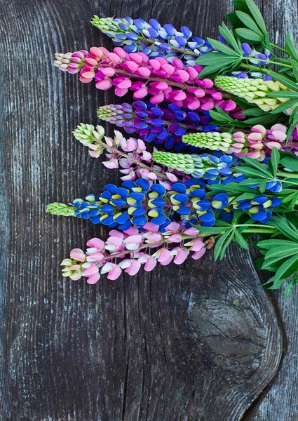Odrůda Lupiny Květin Dřevěný Povrch — Stock fotografie
