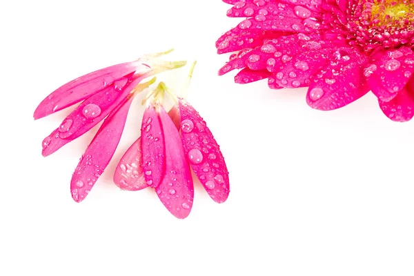 Pink Gerbera Isolated White — Stock Photo, Image