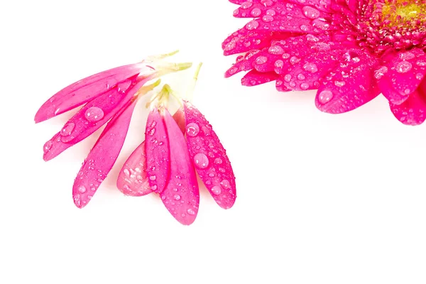 Gerberas Rosadas Aisladas Blanco — Foto de Stock