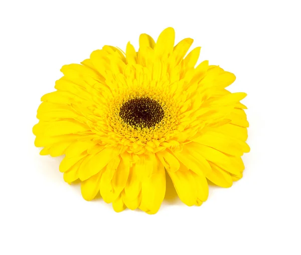 Gele Gerbera Geïsoleerd Wit — Stockfoto