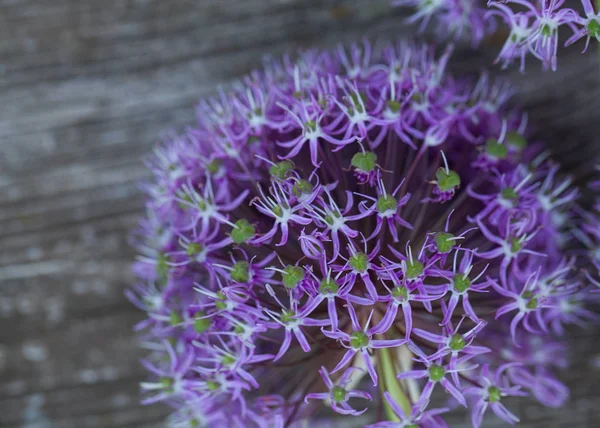 Flores Álium Superfície Madeira — Fotografia de Stock