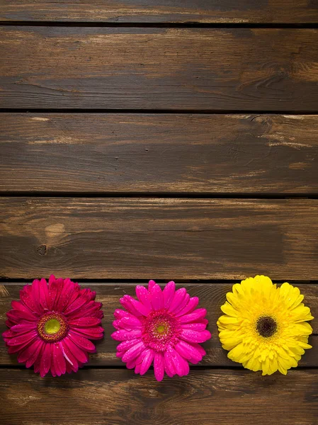 Colorful Gerbera Flowers Wooden Background — Stock Photo, Image