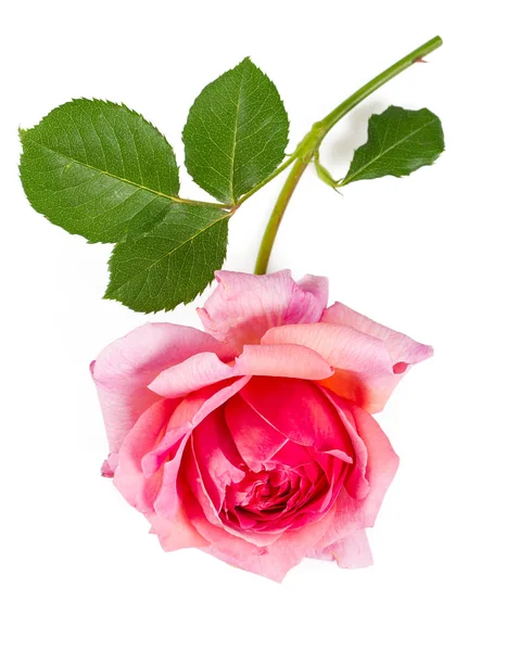 Рожева Троянда Ізольована Білому — стокове фото