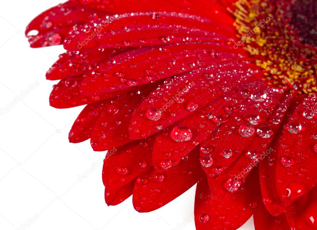 red gerbera isolated  on white