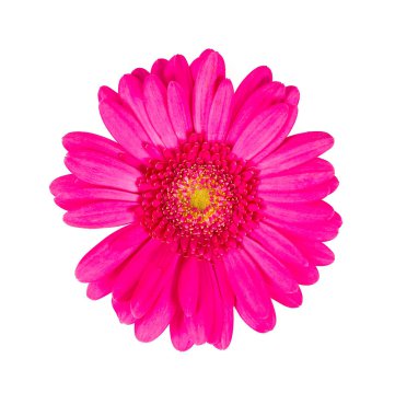 Pembe gerbera beyaza izole edilmiş.