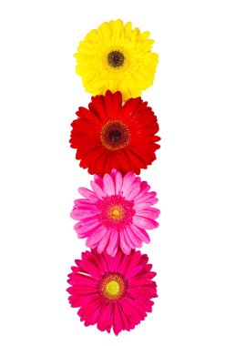 beyaz izole çeşitli gerbera çiçekleri