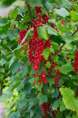 Kırmızı frenküzümü fidanları yakın çekim