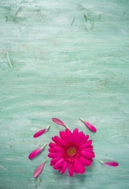 Ahşap yüzeyde gerbera çiçeği