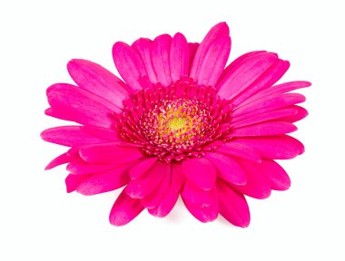 Pembe gerbera beyaza izole edilmiş.
