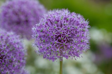 Alium çiçekler açık havada büyüyen