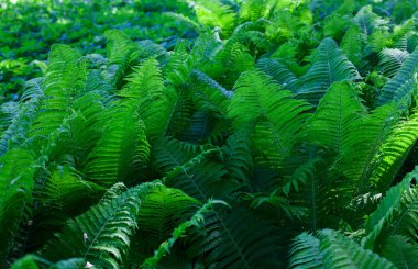 Yeşil fern yaprak arka plan