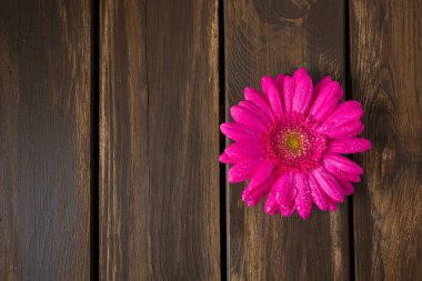 Ahşap yüzeyde gerbera çiçeği
