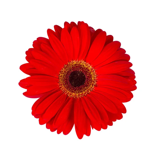 Gerbera Rossa Isolata Bianco — Foto Stock