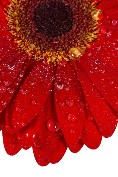 Red Gerbera Isolated Background Close — Stock Photo, Image