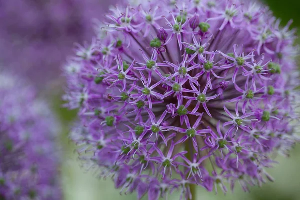 Alium Çiçekler Açık Havada Büyüyen — Stok fotoğraf