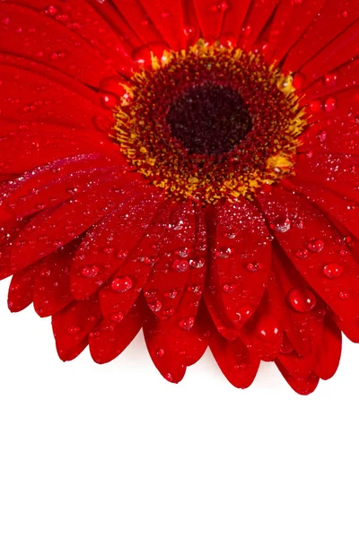 Red Gerbera Isolated White — Stock Photo, Image