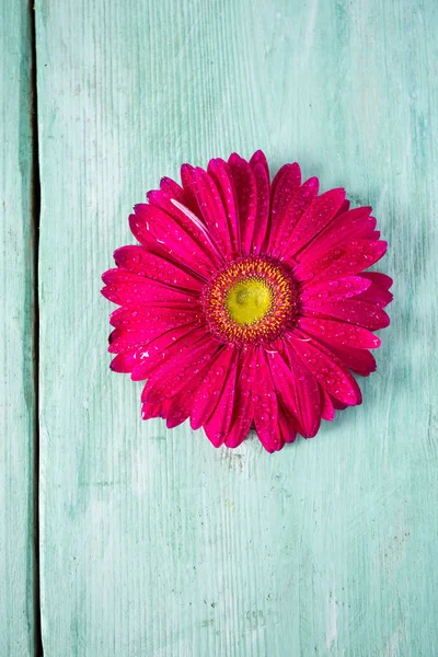 Gerbera Bloem Houten Ondergrond — Stockfoto