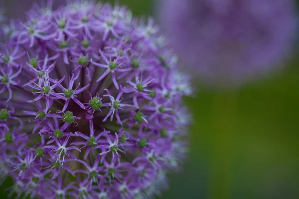 Alium Çiçekler Açık Havada Büyüyen — Stok fotoğraf